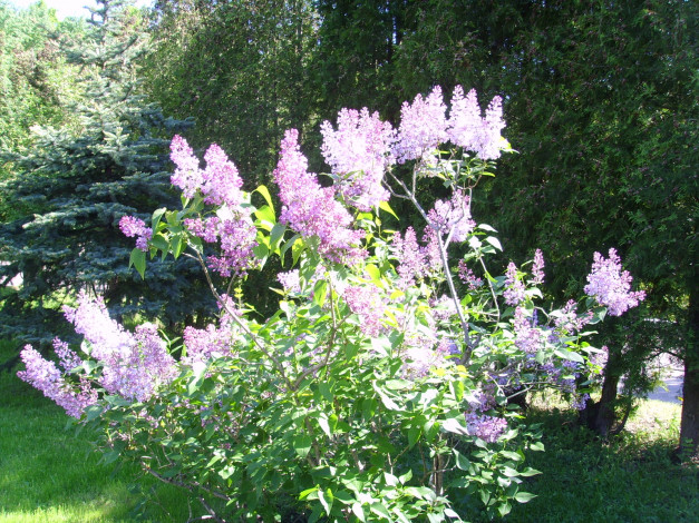 Обои картинки фото цветы, сирень