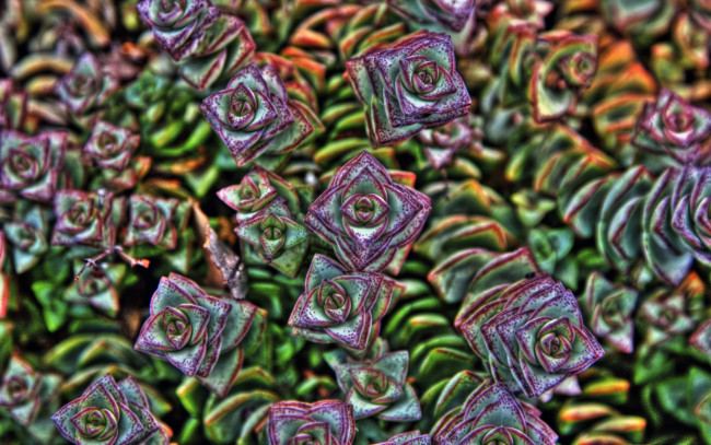 Обои картинки фото цветы