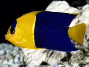 Картинка животные рыбы