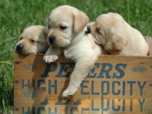 обоя животные, собаки