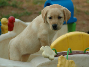 Картинка животные собаки