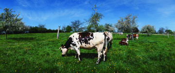 Картинка животные коровы буйволы