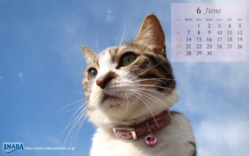 обоя календари, животные