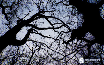 Картинка природа деревья