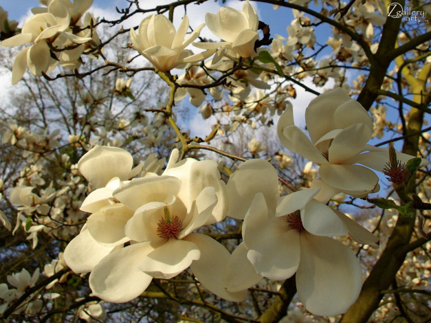 Обои картинки фото цветы, магнолии