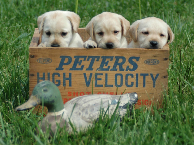 Обои картинки фото животные, собаки