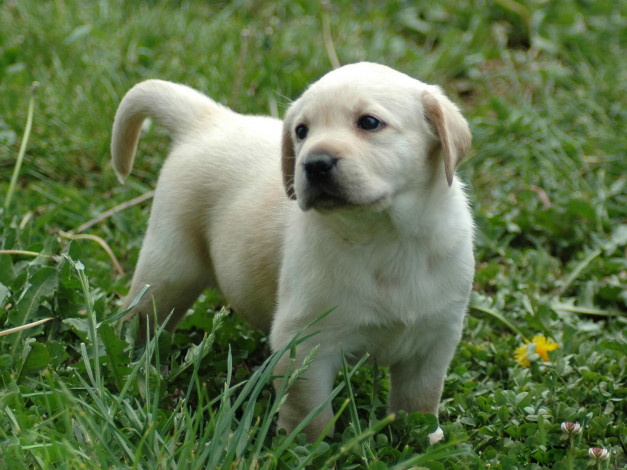 Обои картинки фото животные, собаки