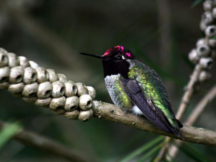 Картинка животные колибри