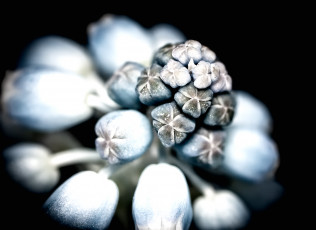 Картинка цветы