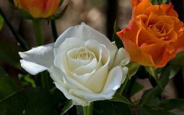 Картинка цветы розы