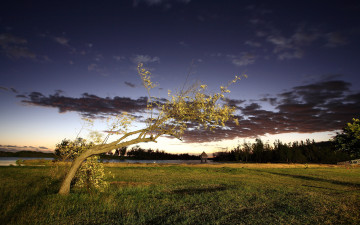 Картинка природа деревья