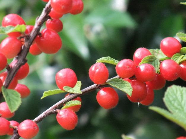 Обои картинки фото природа, Ягоды