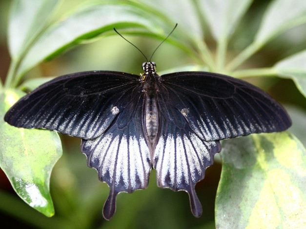 Обои картинки фото животные, бабочки