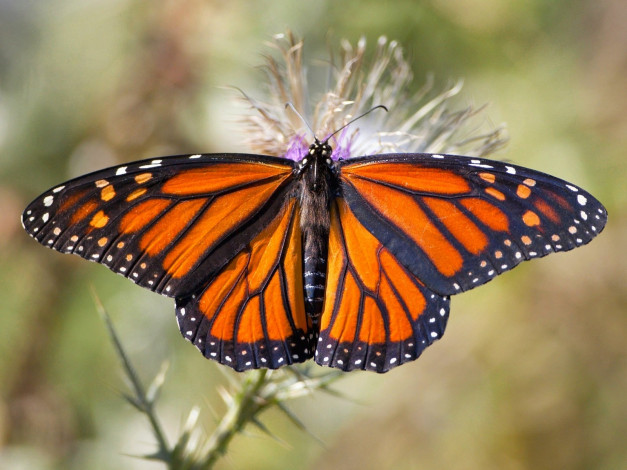 Обои картинки фото животные, бабочки