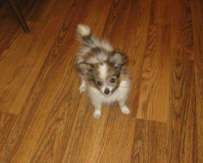 Картинка животные собаки собачка