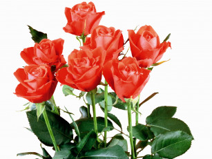 Картинка цветы розы