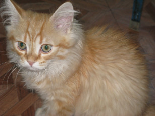 Картинка животные коты рыжий