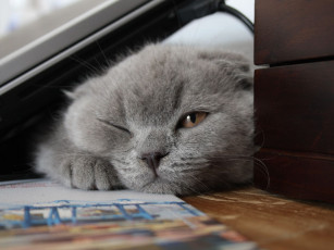 Картинка животные коты scottish fold