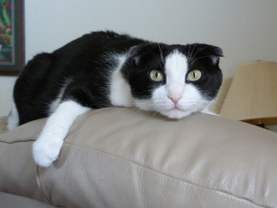 Картинка животные коты scottish fold шотландский вислоухий