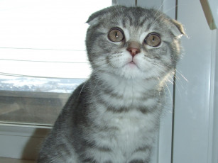 Картинка животные коты scottish fold шотландский вислоухий