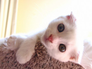 Картинка животные коты scottish fold шотландский вислоухий