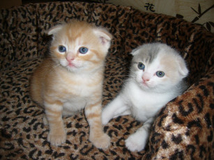 Картинка животные коты scottish fold шотландский вислоухий