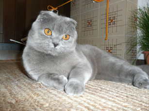 Картинка животные коты scottish fold вислоухий шотландский