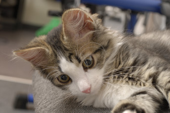 Картинка животные коты cat