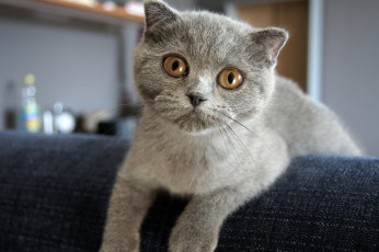 Картинка животные коты scottish fold шотландский