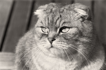 Картинка животные коты scottish fold вислоухий шотландский