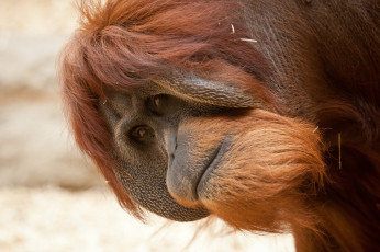 Картинка животные обезьяны орангутан