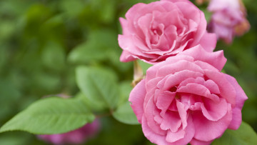 Картинка цветы розы