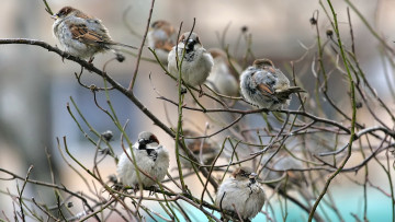 Картинка животные воробьи ветки