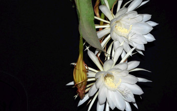 Картинка цветы кактусы бутоны