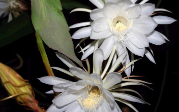 Картинка цветы кактусы бутоны