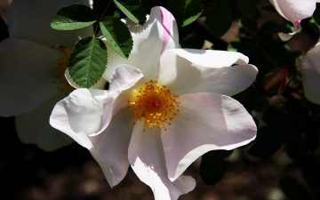 Картинка цветы шиповник лепестки