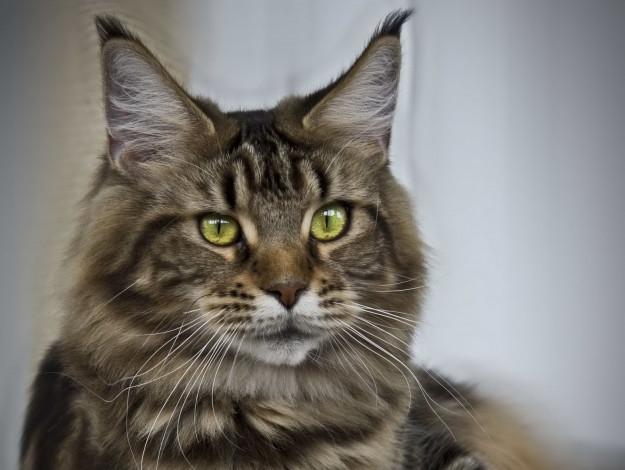 Обои картинки фото животные, коты, мейн-кун