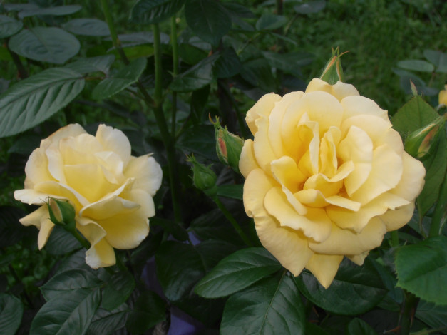 Обои картинки фото цветы, розы, чайные