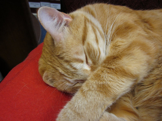 Обои картинки фото животные, коты, cat, рыжий