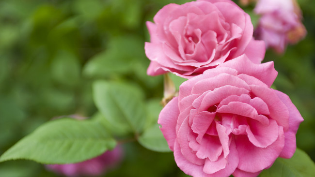 Обои картинки фото цветы, розы