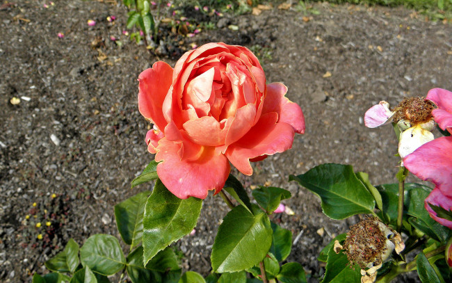 Обои картинки фото цветы, розы, роза