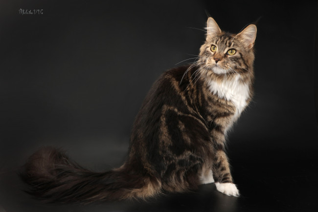 Обои картинки фото животные, коты, мейн-кун