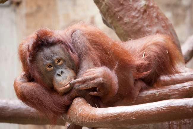 Обои картинки фото животные, обезьяны, орангутан