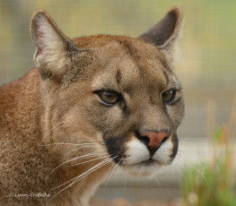 Картинка животные пумы портрет морда кошка кугуар