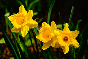 Картинка цветы нарциссы желтый