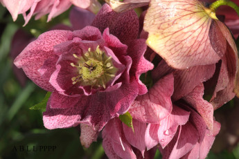 Картинка цветы геллеборус+ морозник макро