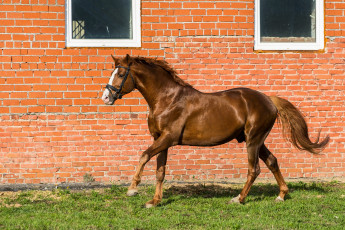 Картинка животные лошади трава лошадь