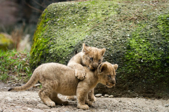 Картинка животные львы львята игра