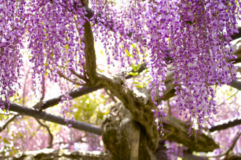 Картинка цветы глициния вистерия