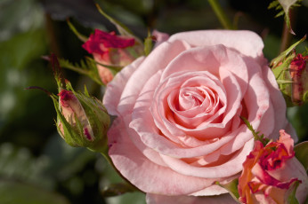 Картинка цветы розы макро